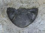 Devonian Ammonite (Anetoceras) - Morocco #64451-2